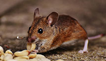 24 Hour & Emergency Exterminators in Ora, MS